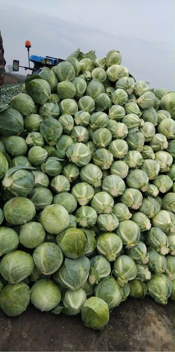 Varză Coronet de vânzare