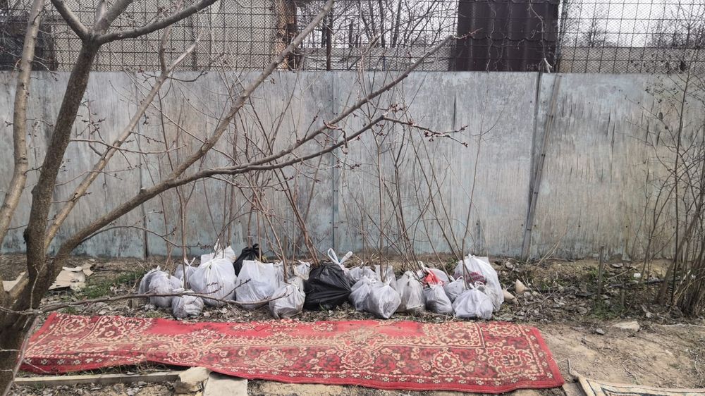 Продам саженцы вишни