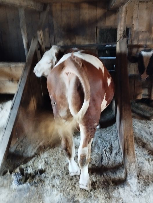 Tauri pentru montă sau sacrificat