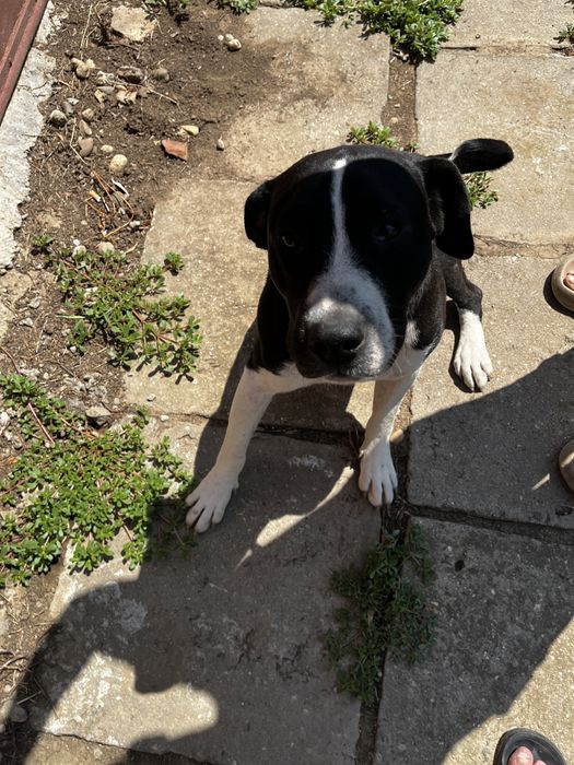 Donez caine Amstaff