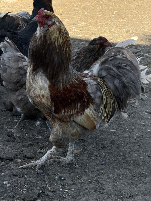 Продам петухов