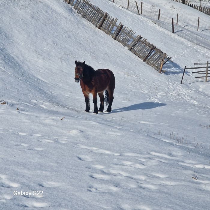 Iapă de 5 ani jumate.