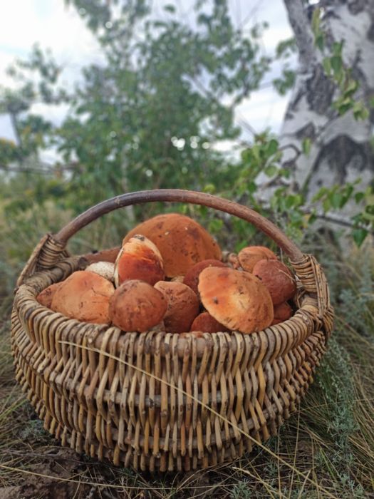 Продам маринованные подосиновики