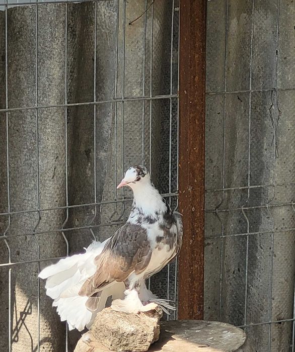 Porumbei voltați și  voltați indieni