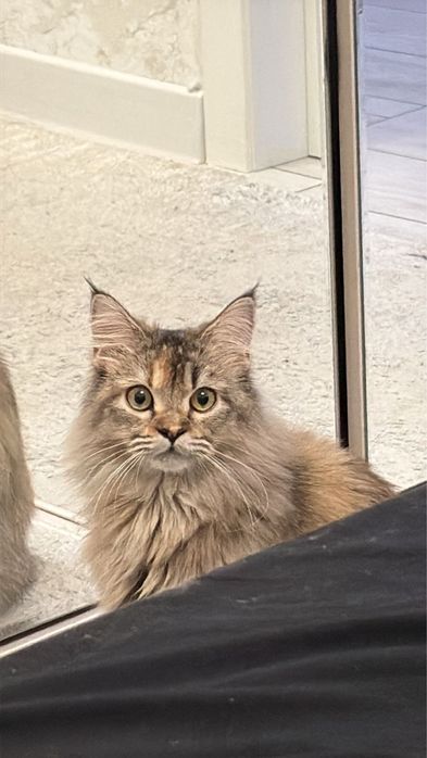 Норвежская лесная кошка