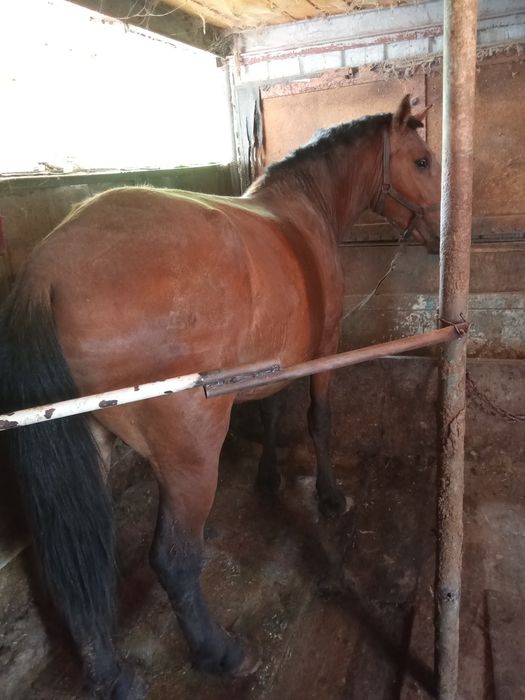 Жылқы сатам, байланған