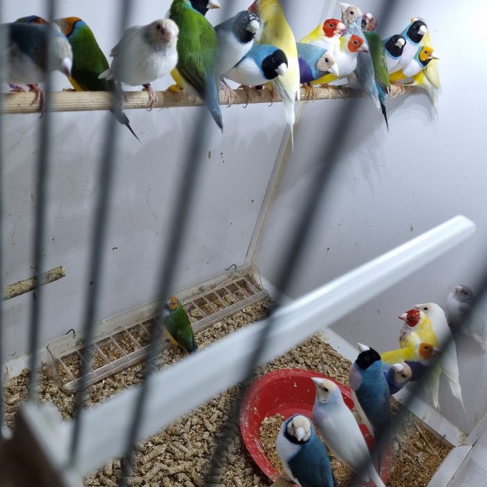 Pasari Gould Amandine