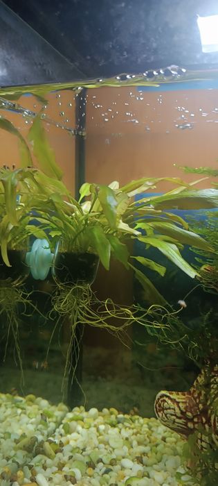 Водоросли для аквариума