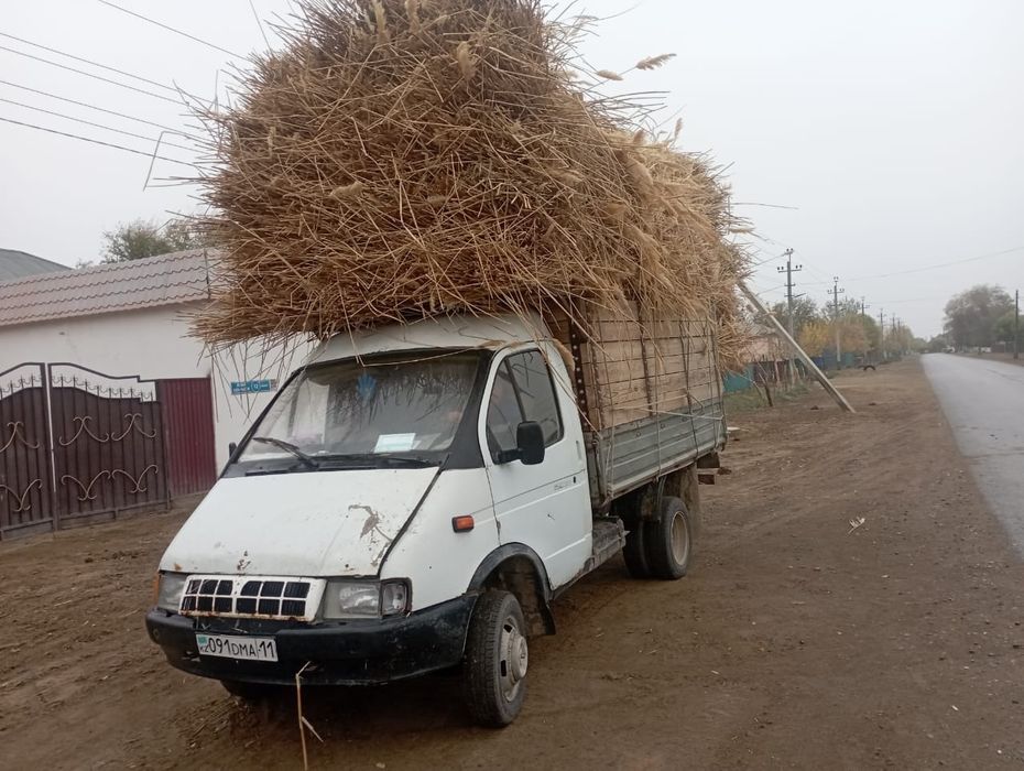 Бау қамыс бар тамның үстін жабатын