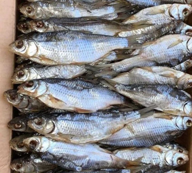 Вяленная вобла,чехонь