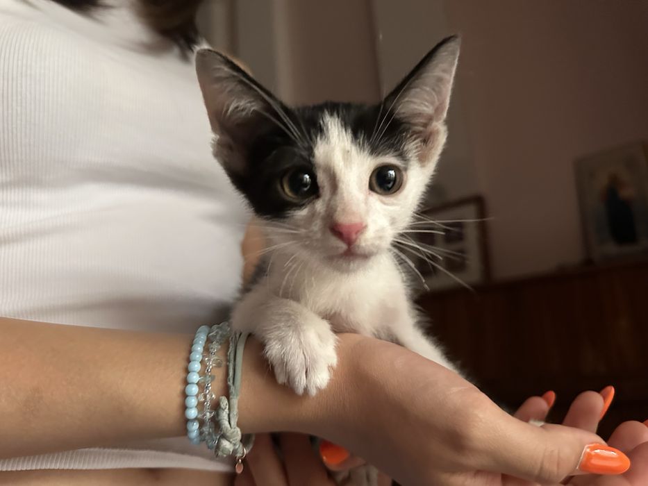 Отдам кота в добрые руки