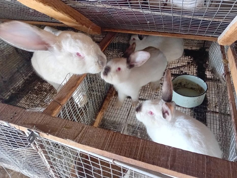 Kалифорнийски и новозеландски зайци - цика