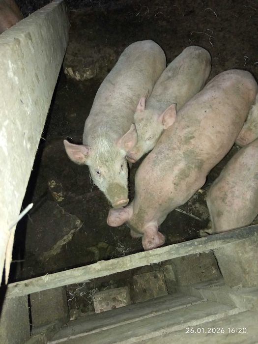 Свободни бели прасета