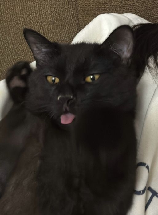 Котик 6мес бесплатно в добрые руки