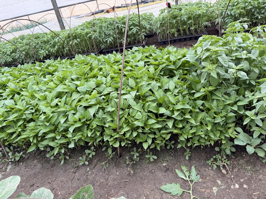 Vând răsad, rosii inima boului, ardei gras, kapia, gogosar, vinete