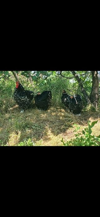 Продам цеплят кохинхин