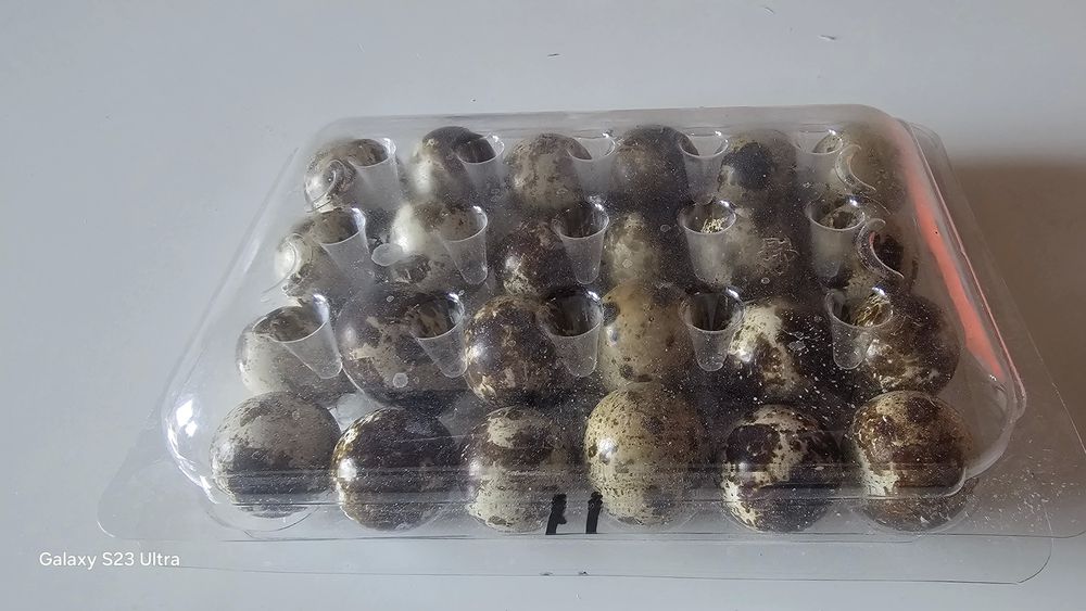 Oua prepelite diferite rase.0.5 ron