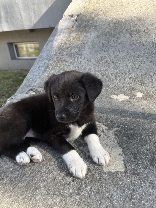Donez cățelușă 6 saptamani CITITI DESCRIEREA!!!