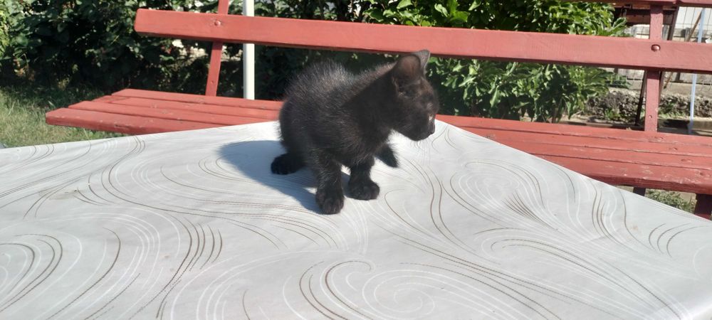 Anunț Adopție Piatra Neamț Puișori Pisică
