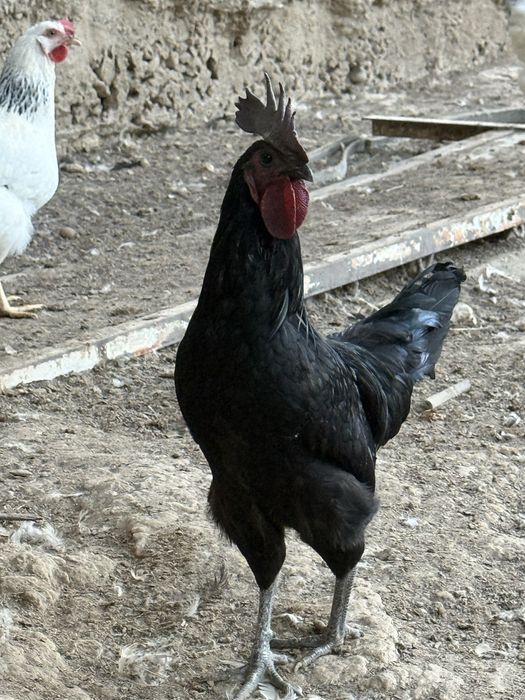 Uxayul , Ухейилюй , Ухаюль хорозла