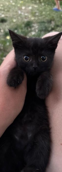 Отдам котика в добрые руки