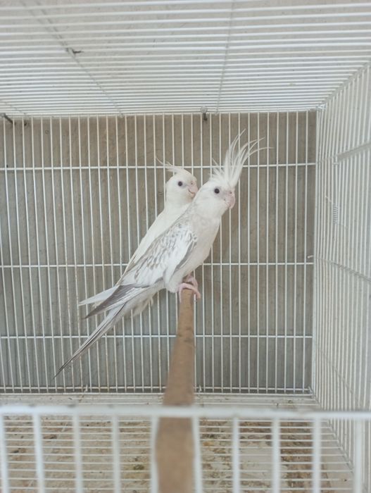 Сотилади карелла дубайский