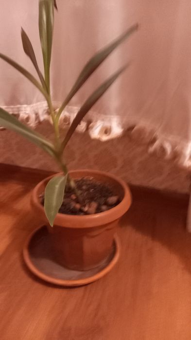 Продам комнатные цветы