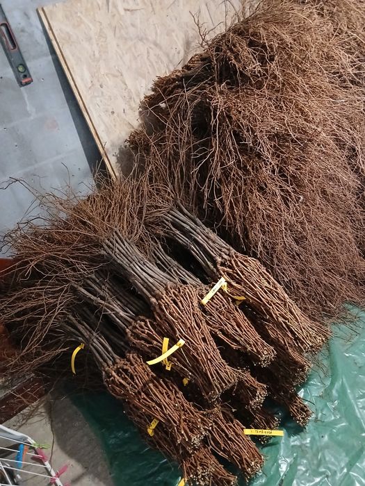 Butasi de capsunica de vanzare