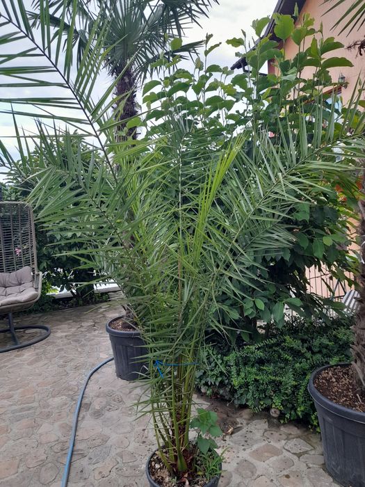 catalpa, pawlonia,mesteacăn,tei,