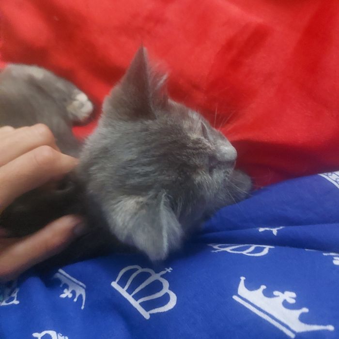 Котёнок в добрые руки