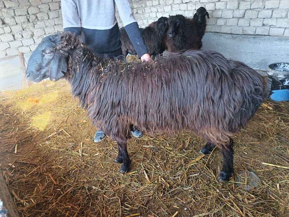 2 та кучкор сотилади