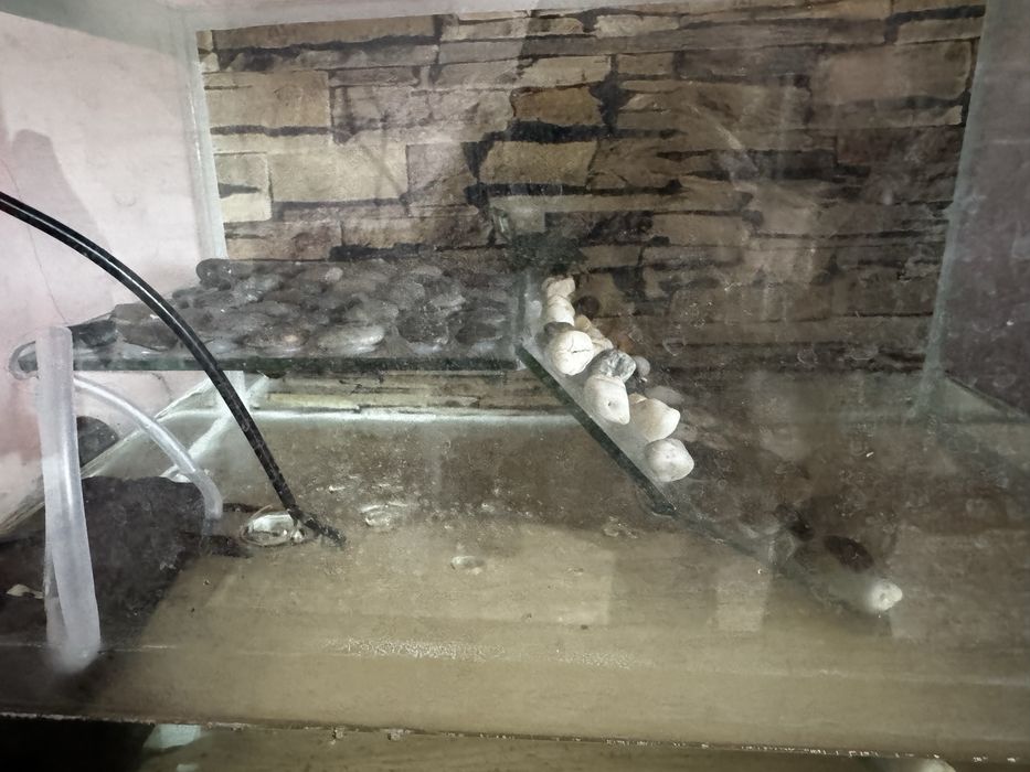 Продам Красноухих черепашек вместе с аквариумом