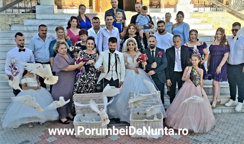 Porumbei Albi Evenimente Constanta