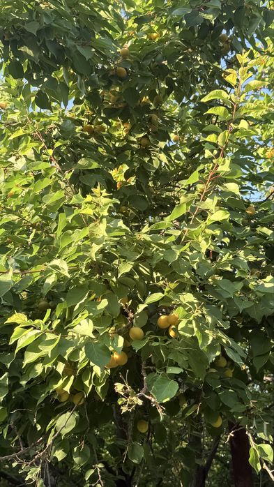 Домастроительде (Бумажник) дача сатылады