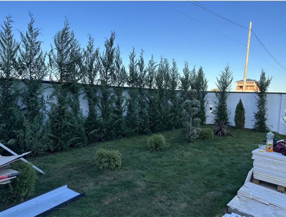 Avem o gama larga de plante ornamentale