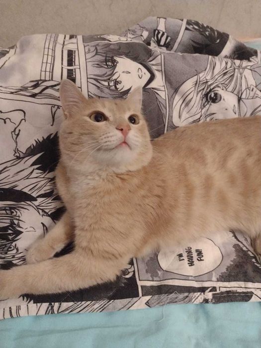 Отдам кота в добрые руки