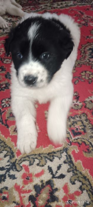 Продам щенков 2 месяца