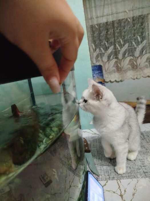 Продам кошку скоттиш Стрейт