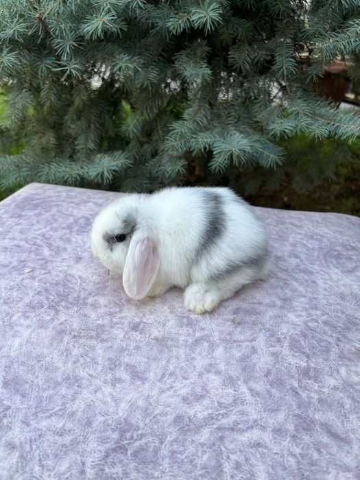 карликовые кролики