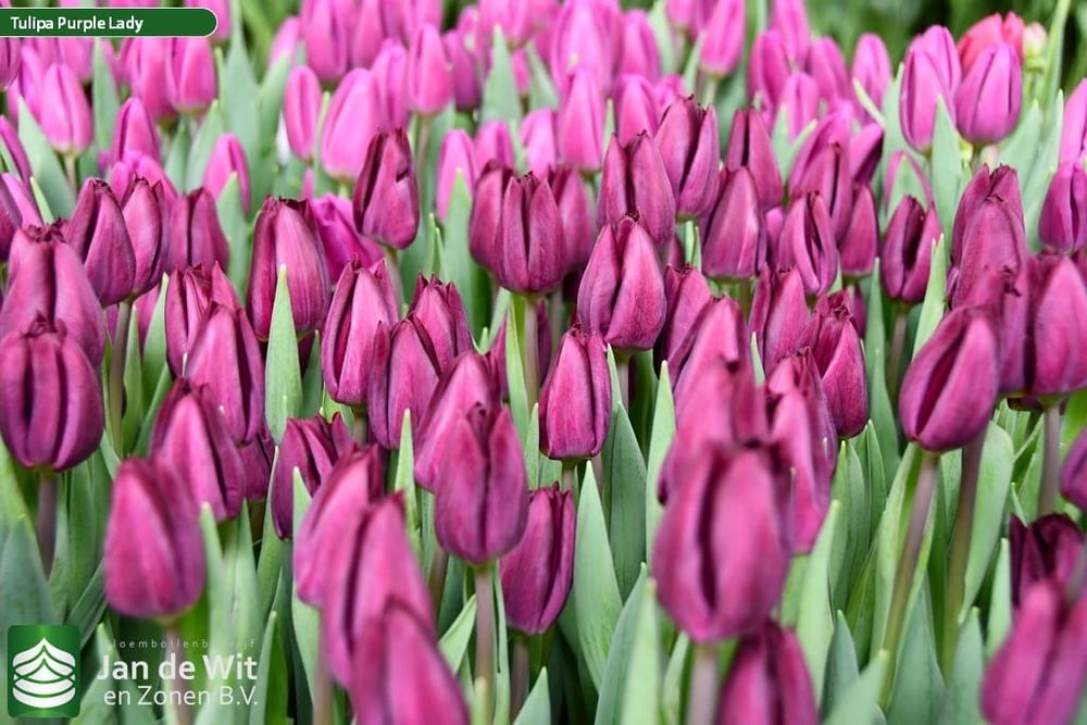 Тюльпаны к 8 марту