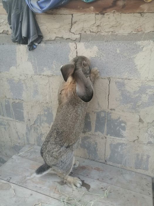 Прадам украла фландер