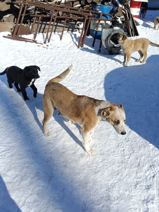 Отдам за хорошие руки шенки бесплотно