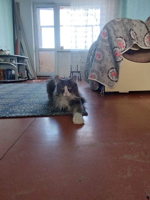 Продаю кота Мейн-Кун