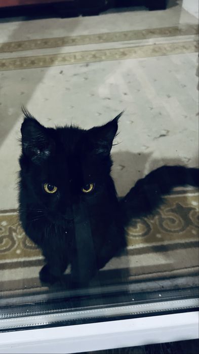 Мейн кун девушка 6 мес