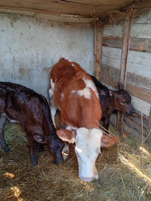 Vițel baltat de vanzare