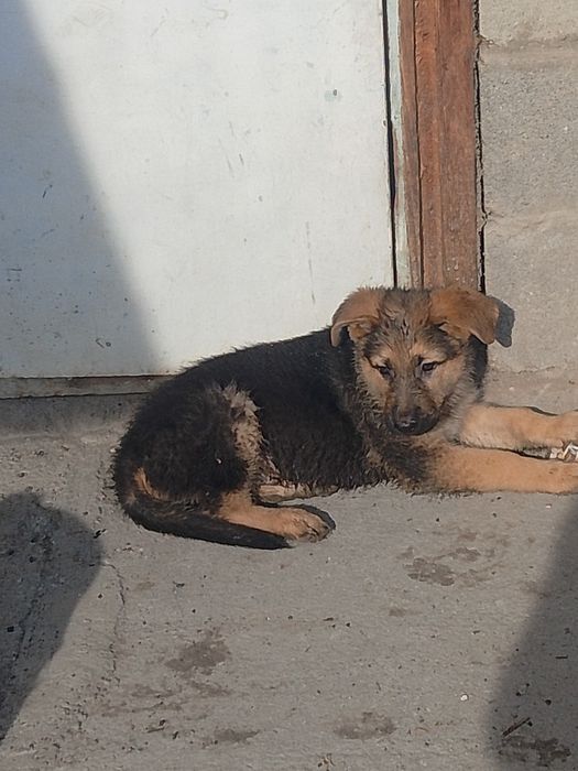 Продам щенков немецкой овчарки