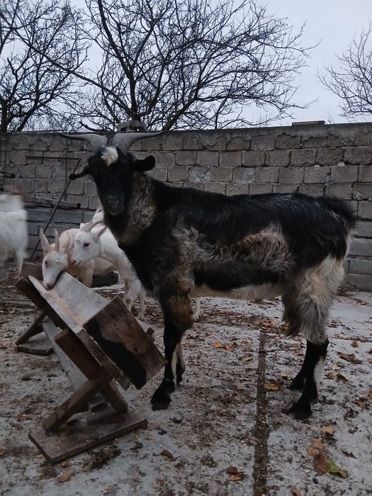 Țap de vânzare corcitura cu anglonubian si unul alpin francez