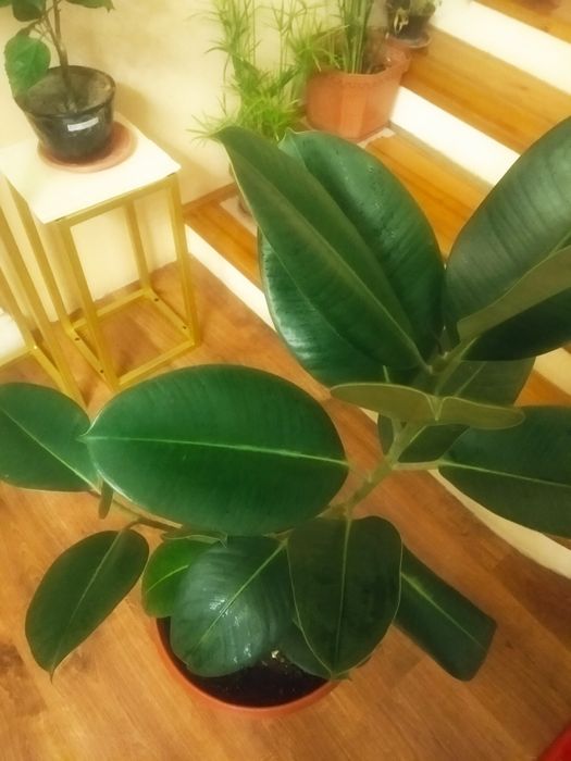 Домашнее ростение