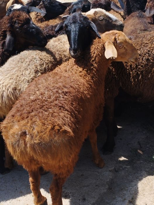 Бараны Кой в городе г Алматы