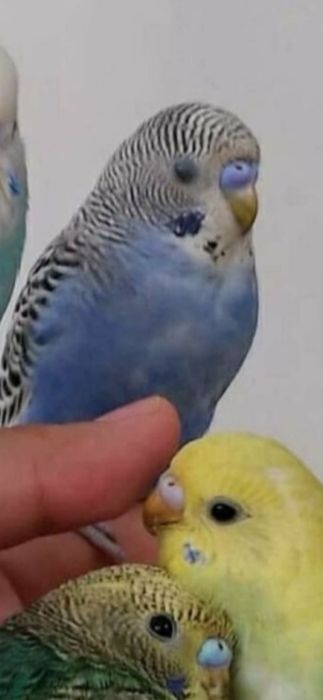 Попугай  домашний